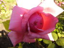 P1240305
