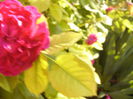 Rosa Gypsy Boy