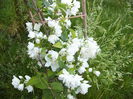 Philadelphus Schneestorm