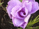 Iris enseta Momogasumi