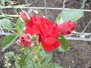 Minirosa Dimov