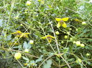 Clematis Tangutica -Golden Tiara-