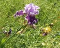 iris23mai2015