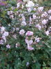 geranium krmina