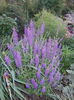 salvia rapsody in blue