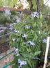 clematis integrifolia