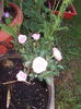 DSCN1830
