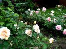 Hidden Garden