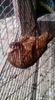 103132226_PYFUCAY[1]