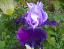 Bluebird Wine