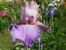 Heather Blush