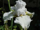 Laced Cotton