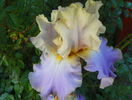 Lullaby of Spring