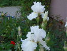 Laced Cotton