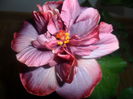 SAM_5295