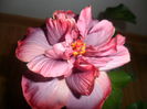 SAM_5296