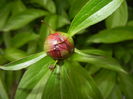 Peony. Bujor (2015, April 30)