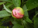 Peony. Bujor (2015, May 08)