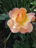 Rosemary Harkness