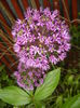 Allium Purple Sensation (2015, May 11)