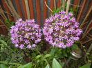 Allium Purple Sensation (2015, May 11)