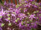 Allium Purple Sensation (2015, May 11)