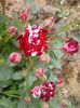 minirosa