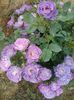 blue for you