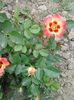 20150523_132010
