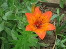 IMG_0382 lilium bulbiferum