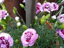 IMG_20150524_124500