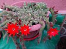 IMG_20150524_124711