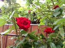 IMG_20150524_124737