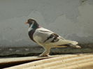 DSCN0450