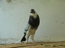 DSCN0451