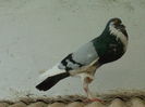 DSCN0452