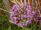 Allium Purple Sensation (2015, May 11)