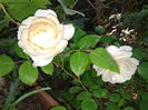 Crocus rose