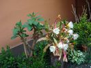 prin gradina (3)