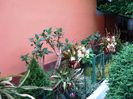 prin gradina (4)