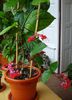 mult asteptatele flori (2)