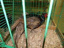 DSCN0742