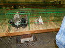 DSCN0765