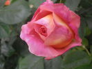P5230181