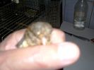 canari la cuib 2015 021