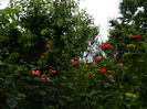 DSCN7861