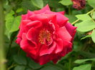 DSCN7871