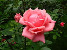 DSCN7895