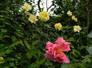 DSCN7901