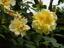 DSCN7903